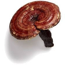 Wholesale Hawaiian Cinnamon Cacao Tea w/ Reishi (bulk)-2